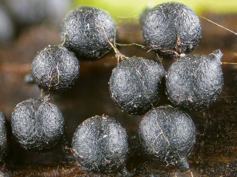 Pleurostoma candollei